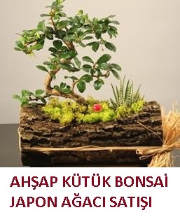 Ahap ktk ierisinde bonsai ve 3 kakts ieki Kzlcahamam iek servisi , ieki adresleri 