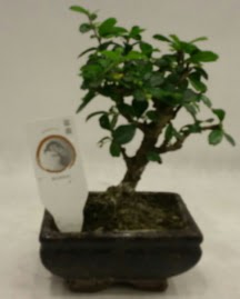 Kk minyatr bonsai japon aac Ankara Kzlcahamam cicekciler , cicek siparisi 