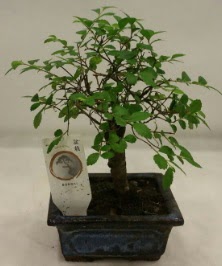 Minyatr ithal japon aac bonsai bitkisi Ankara Kzlcahamam 14 ubat sevgililer gn iek 