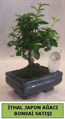 thal japon aac bonsai bitkisi sat Kzlcahamam Ankara iek gnder uluslararas iek gnderme 