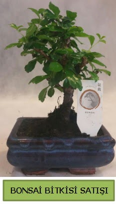 Bonsai ithal grsel minyatr japon aac Kzlcahamam Ankara hediye sevgilime hediye iek 