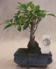 Bonsai aac japon aa bitkisi Kzlcahamam cicek , cicekci 