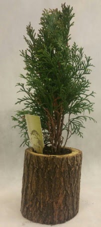 SINIRLI STOK Selvi Bonsai Doal ktkte Kzlcahamam iek siparii vermek 