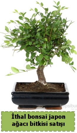 thal bonsai saks iei Japon aac sat Kzlcahamam iek siparii vermek 