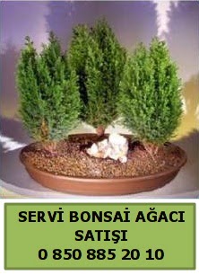 BONSA 3 L SERV BONSA AACI Kzlcahamam Ankara iek gnder uluslararas iek gnderme 