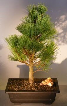 am aac japon aac bitkisi bonsai Kzlcahamam Ankara iek gnder uluslararas iek gnderme 