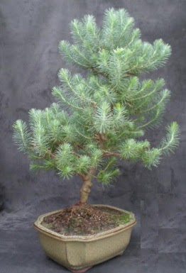 Bonsai am aac japon aac bitkisi Ankara Kzlcahamam online iek gnderme sipari 