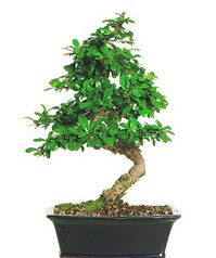 Bonsai bitkisi sat Kzlcahamam Ankara iek gnder uluslararas iek gnderme 