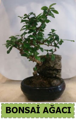 Bonsai aac japon aac sat Kzlcahamam iek online iek siparii 