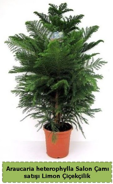 Salon am Sat Araucaria heterophylla Ankara Kzlcahamam 14 ubat sevgililer gn iek 