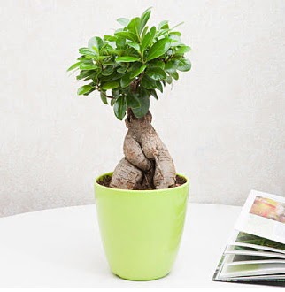 Ficus Ginseng Bonsai Kzlcahamam ankara iek siparii iek gnderme 