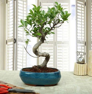 Amazing Bonsai Ficus S thal Kzlcahamam ankara ieki telefonlar yurtii ve yurtd iek siparii 