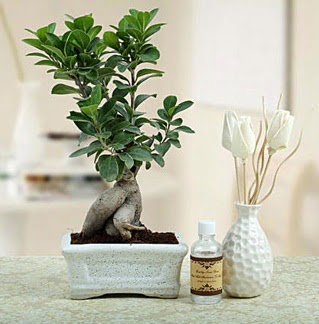 Ginseng ficus bonsai Kzlcahamam ankara iekleri gvenli kaliteli hzl iek 