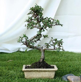 Fashionable Ulmus S Shape Bonsai thal Kzlcahamam ankara internetten iek sat 