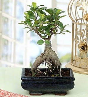 Appealing Ficus Ginseng Bonsai ankara iek yolla Kzlcahamam ieki telefonlar 