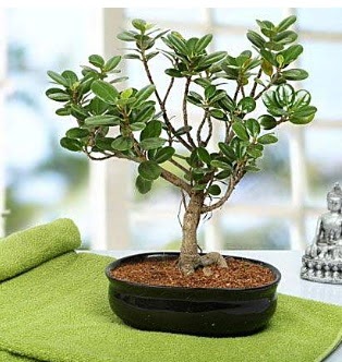 Lovely Ficus Iceland Bonsai ankara iek yolla Kzlcahamam ieki telefonlar 