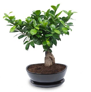 Ginseng bonsai aac zel ithal rn Ankara Kzlcahamam kaliteli taze ve ucuz iekler 