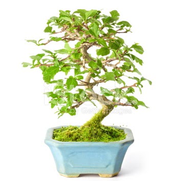 S zerkova bonsai ksa sreliine Kzlcahamam iek siparii vermek 