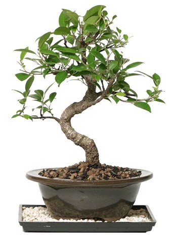 Altn kalite Ficus S bonsai Kzlcahamam Ankara iek gnder uluslararas iek gnderme  Sper Kalite