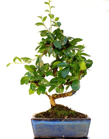 Bonsai Minyatr Aa Bonzai S Gvde Ankara Kzlcahamam kaliteli taze ve ucuz iekler 