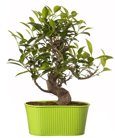 Ficus S gvdeli muhteem bonsai Kzlcahamam ankara iek maazas , ieki adresleri 