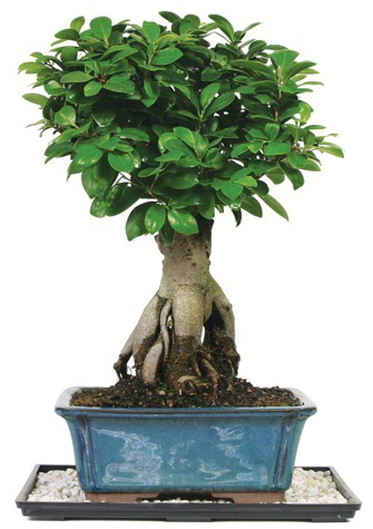 Bonsai Ginsing Grafted Ficus Bonsai Kzlcahamam cicek , cicekci 