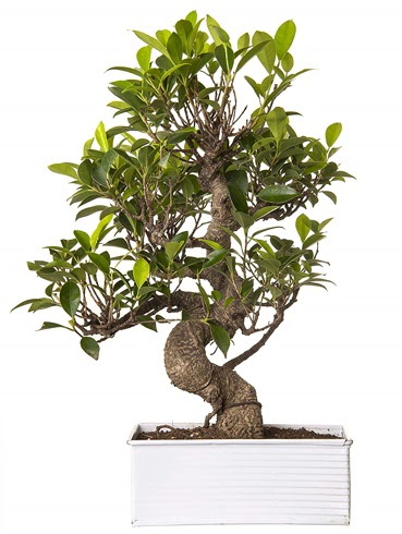 Exotic Green S Gvde 6 Year Ficus Bonsai Ankara Kzlcahamam online iek gnderme sipari 