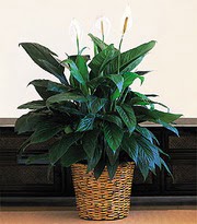 Kzlcahamam iek sat , ieki , iekilik  Large Spathiphyllum