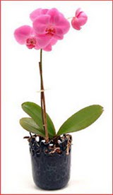 Ankara Kzlcahamam hediye iek yolla  Phalaenopsis Orchid Plant