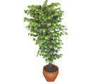 Ficus zel Starlight 1,75 cm  Kzlcahamam ankara nternetten iek siparii 
