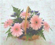 gerbera ieklerinde sepet  Kzlcahamam cicek , cicekci 