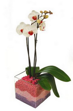 Ankara Kzlcahamam iek yolla  tek dal cam yada mika vazo ierisinde orkide