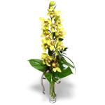 Kzlcahamam cicek , cicekci  1 dal orkide iegi - cam vazo ierisinde -