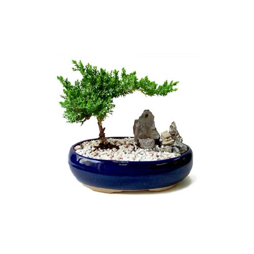 ithal bonsai saksi iegi Ankara Kzlcahamam cicekciler , cicek siparisi 