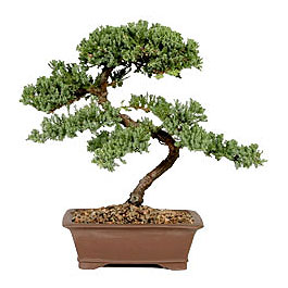 ithal bonsai saksi iegi Ankara Kzlcahamam online iek gnderme sipari 