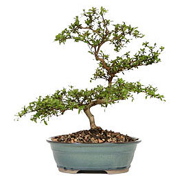 Kzlcahamam iek siparii vermek  ithal bonsai saksi iegi Ankara Kzlcahamam online iek gnderme sipari 