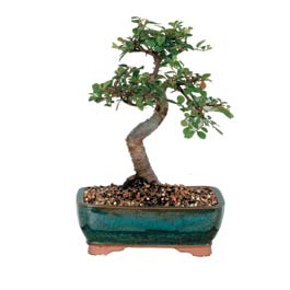 Kzlcahamam iek online iek siparii  ithal bonsai saksi iegi Ankara Kzlcahamam online iek gnderme sipari 