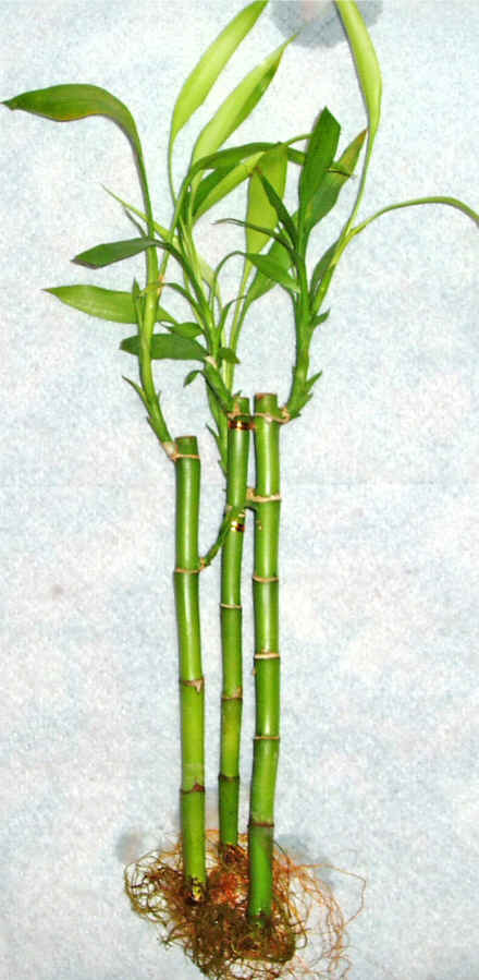 Lucky Bamboo 3 adet vazo hediye edilir  Kzlcahamam ankara nternetten iek siparii 