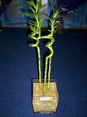 Lucky Bamboo 3 adet saksi iegi Kzlcahamam iek gnderme sitemiz gvenlidir 