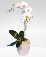 1 dall orkide saks iei Ankara Kzlcahamam iekiler 