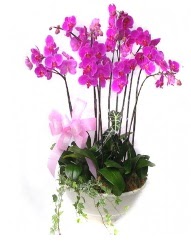 9 dal orkide saks iei Ankara Kzlcahamam iek siparii sitesi 