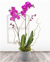 2 dall mor orkide saks iei Kzlcahamam Ankara hediye sevgilime hediye iek 
