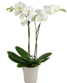 2 dall beyaz orkide Ankara Kzlcahamam iek yolla 