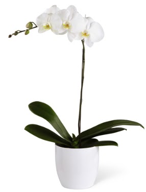 1 dall beyaz orkide Kzlcahamam ankara iek siparii iek gnderme 