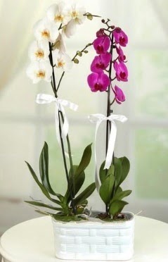1 mor 1 dal beyaz thal orkide sepet ierisinde Ankara Kzlcahamam hediye iek yolla 