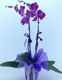 2 dall mor orkide Kzlcahamam ieki maazas 
