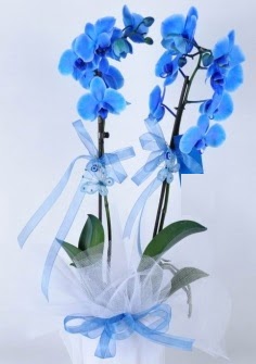 2 dall mavi orkide Ankara Kzlcahamam kaliteli taze ve ucuz iekler 