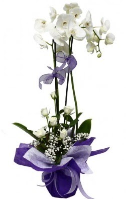 2 dall beyaz orkide 5 adet beyaz gl ieki Kzlcahamam iek servisi , ieki adresleri 