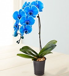 1 dall sper esiz mavi orkide Ankara Kzlcahamam hediye iek yolla 