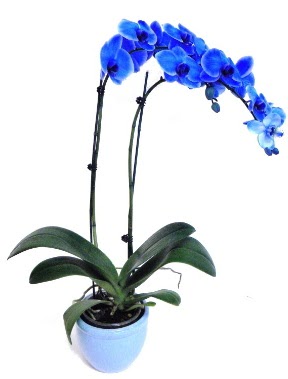 Seramikli 2 dall sper esiz mavi orkide ankara ieki Kzlcahamam ucuz iek gnder 